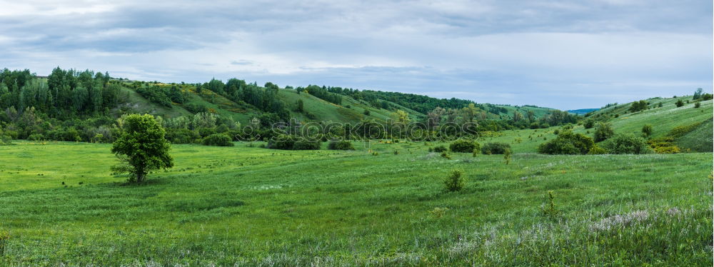 Similar – Horses in forest on green meadow