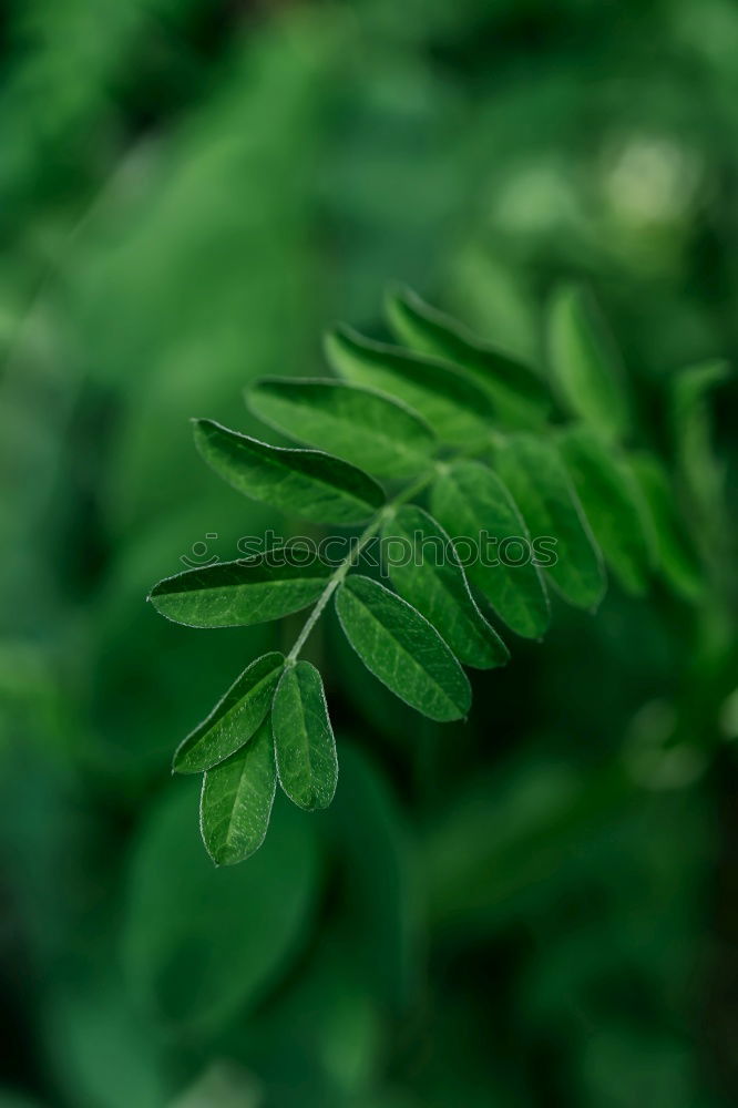 Similar – Image, Stock Photo symmetry Garden Gardening