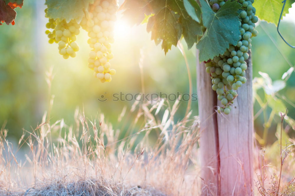 Similar – Image, Stock Photo On the mountain.