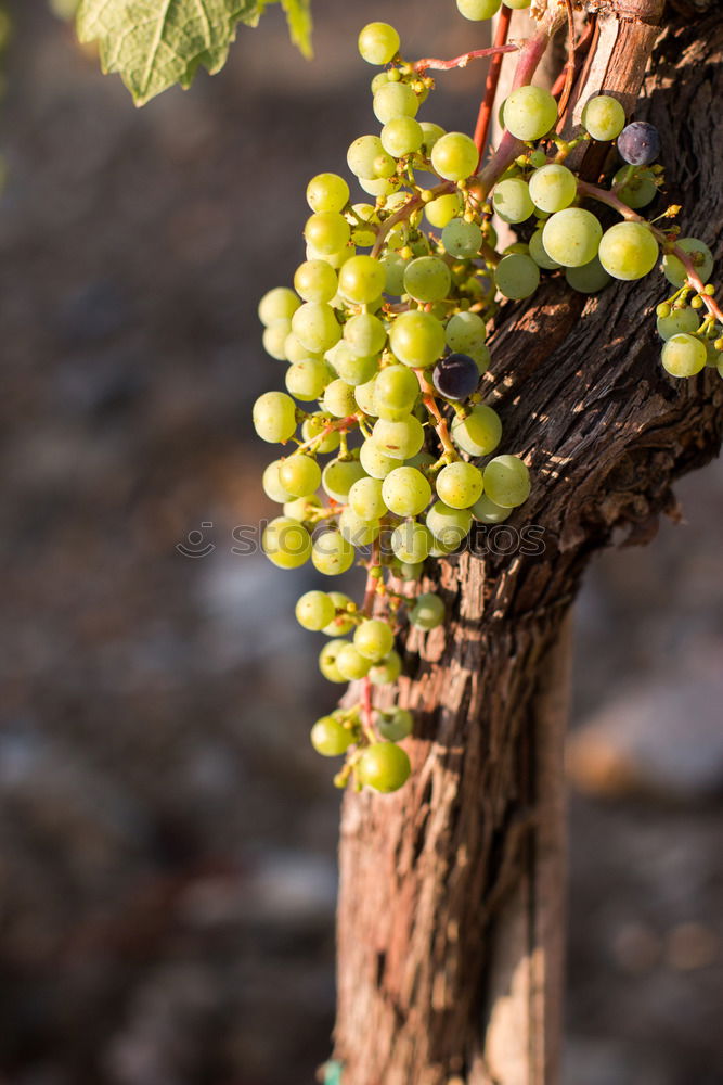 Similar – Rebstock Wein Sekt