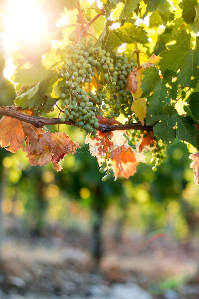 Similar – Image, Stock Photo Vineyards on sunset.