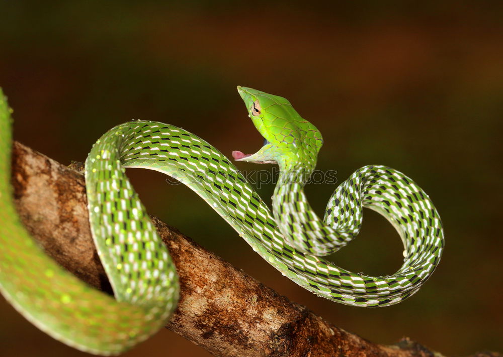 Similar – Close up portrait of beautiful Green tree python