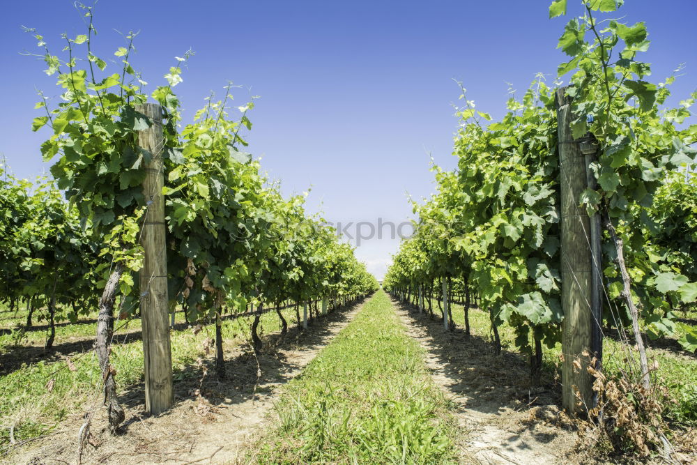 Similar – Image, Stock Photo aphid Beautiful weather