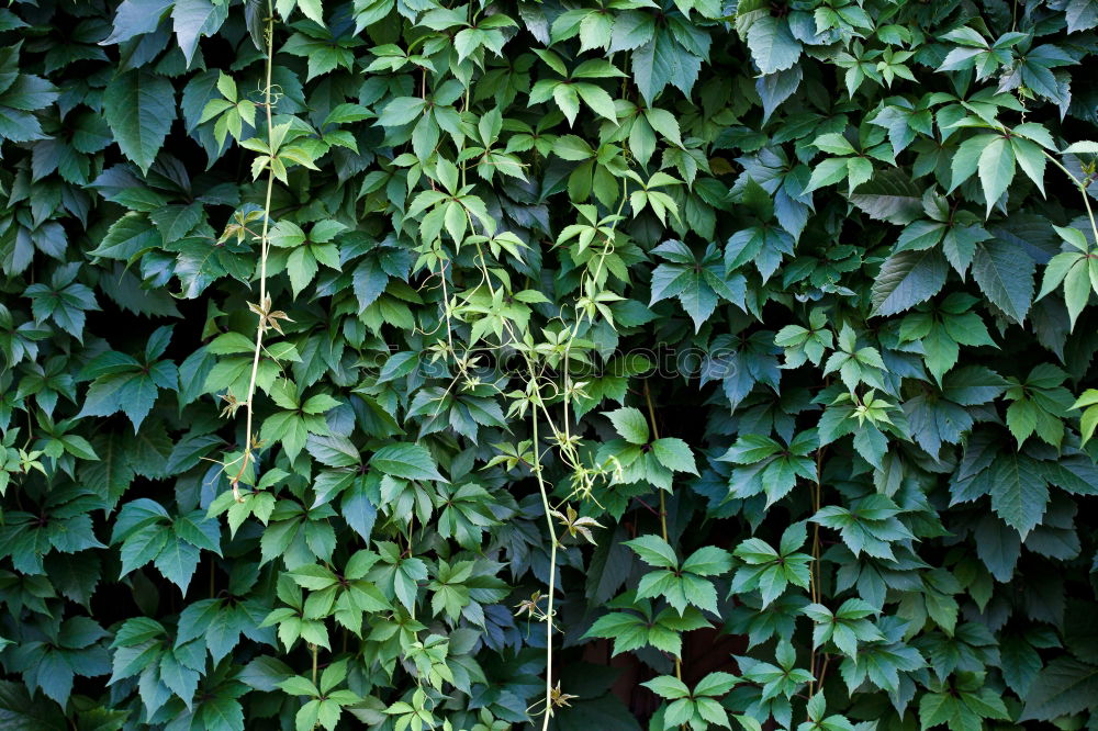 Similar – Hedge without flash Spring