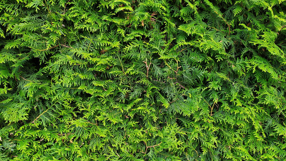 Similar – Image, Stock Photo ivy/wine wall Ivy