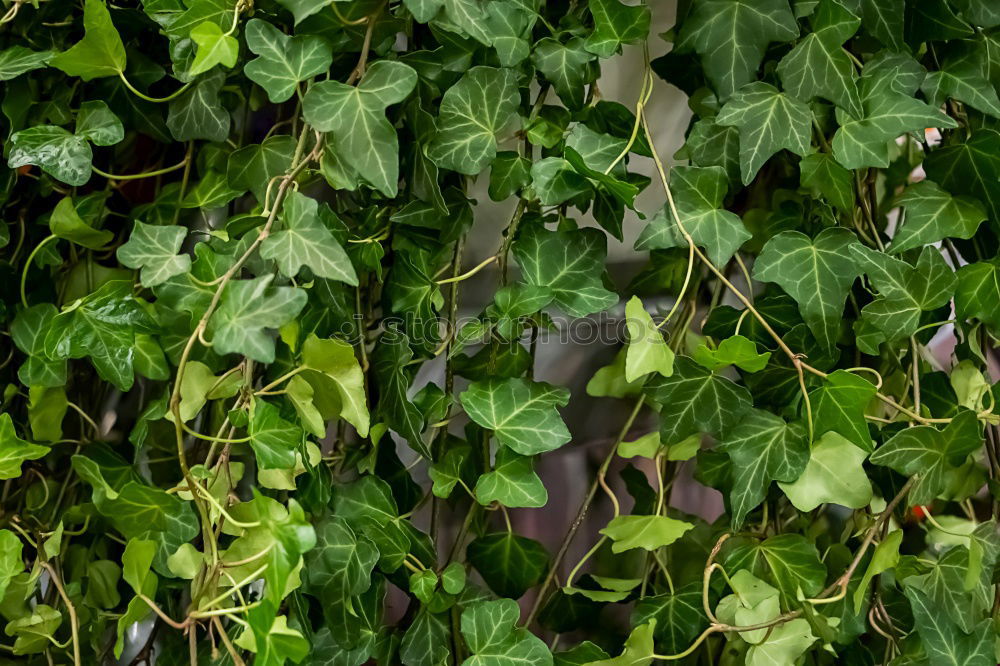 Similar – Image, Stock Photo Lightened apple tree Tree