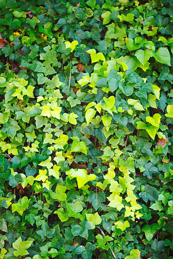 Similar – Undurchschaubar Blatt grün