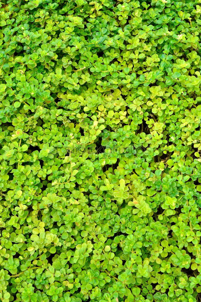 Similar – Green as clover