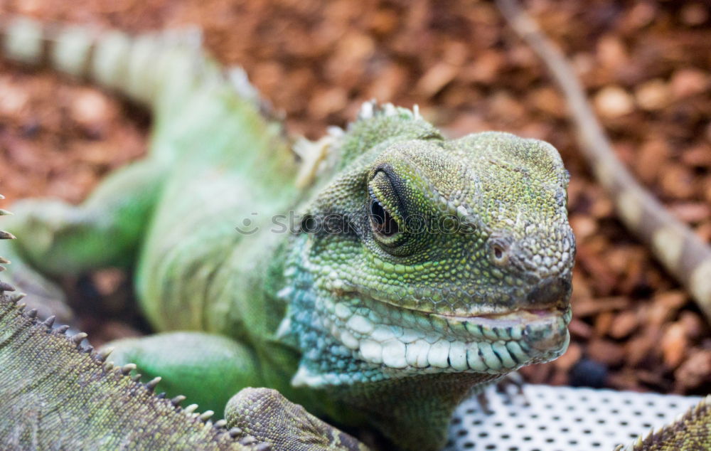 Similar – Image, Stock Photo Colorful Chin Exotic