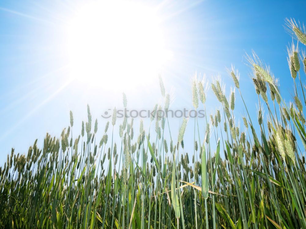 Similar – Foto Bild wunschvorstellung Umwelt