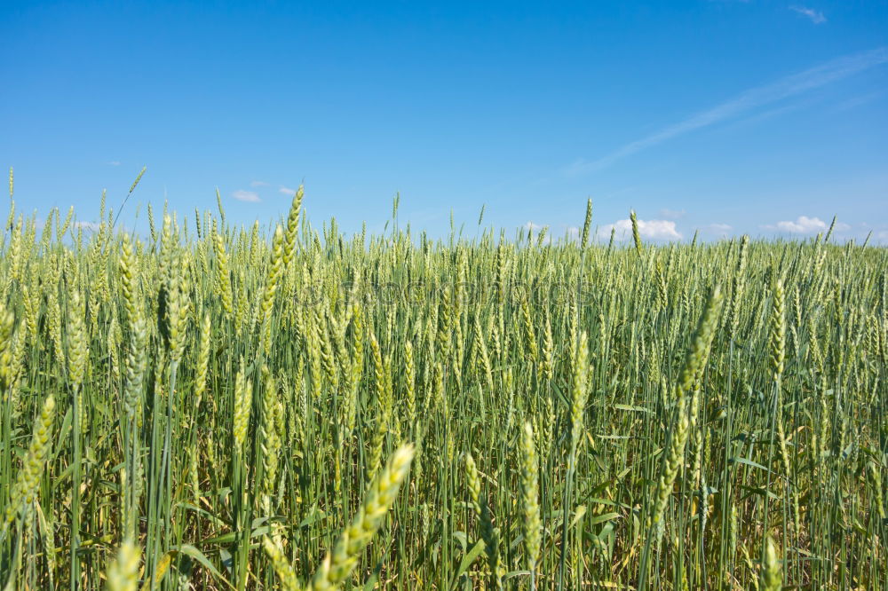 Similar – Image, Stock Photo cornfield Wheat Grain Sky