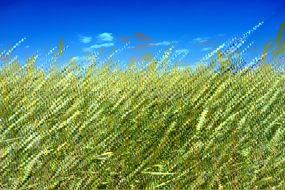 Similar – Foto Bild Reisspaziergang