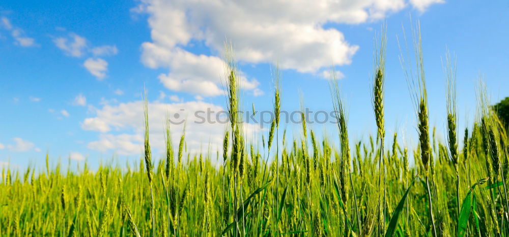 Similar – Foto Bild Wolken und Getreide Himmel