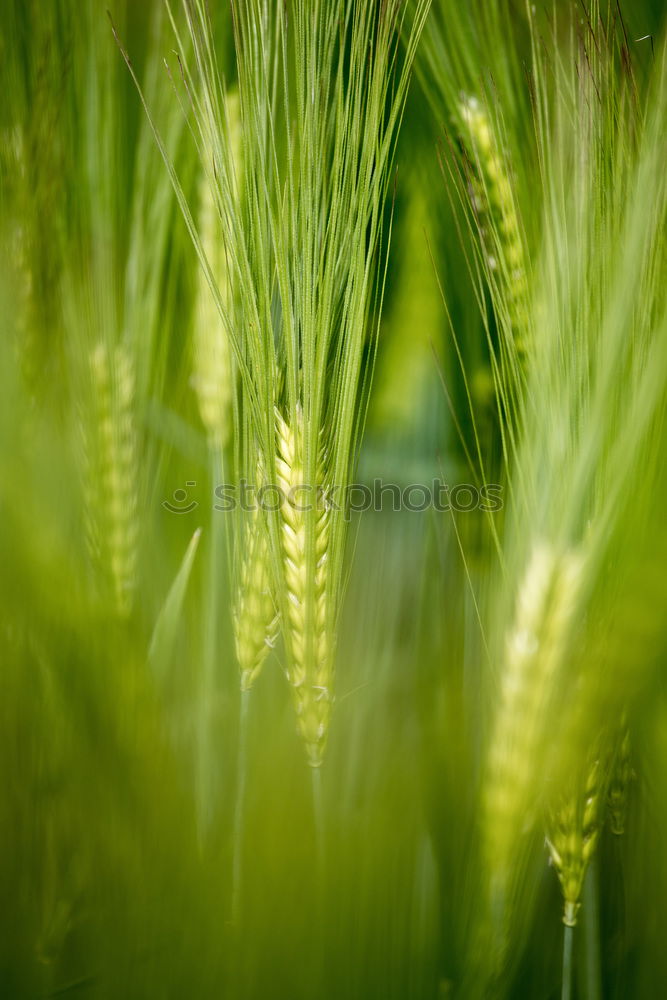 Similar – Image, Stock Photo wheat Summer Environment