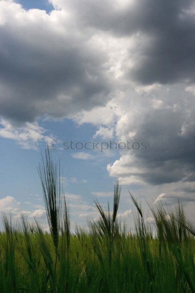 Similar – Image, Stock Photo Inningen near Augsburg II