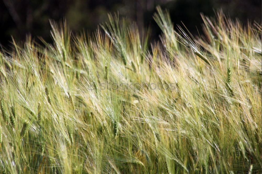 Image, Stock Photo In the barley field Nature