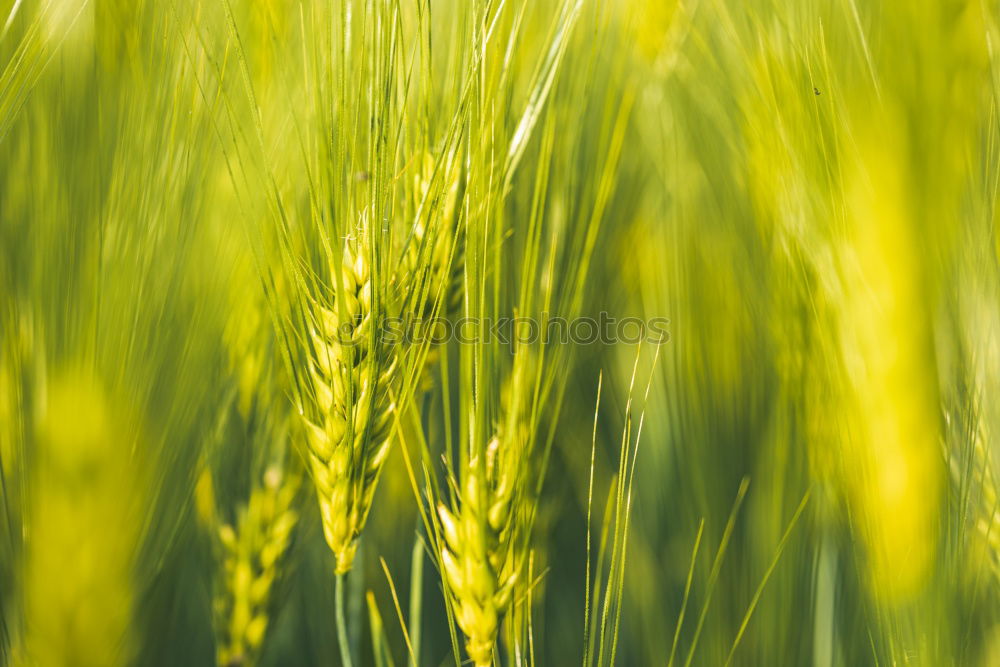 Similar – Image, Stock Photo rye catchers Wheat Rye