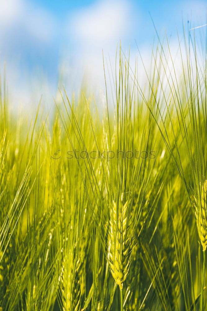 Similar – Image, Stock Photo rye catchers Wheat Rye