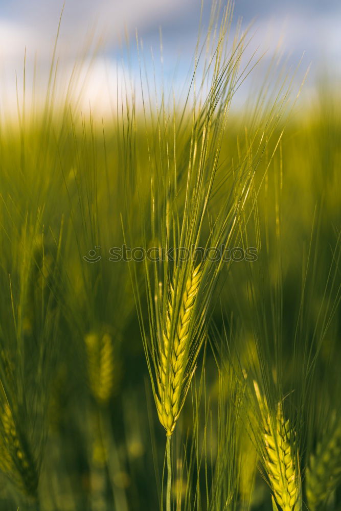 Similar – Gerstenfeld Ähren