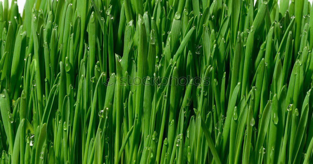 Similar – Image, Stock Photo Moss Stars Plant Green