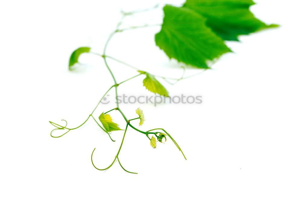 fruits and also the leaf of a plane tree