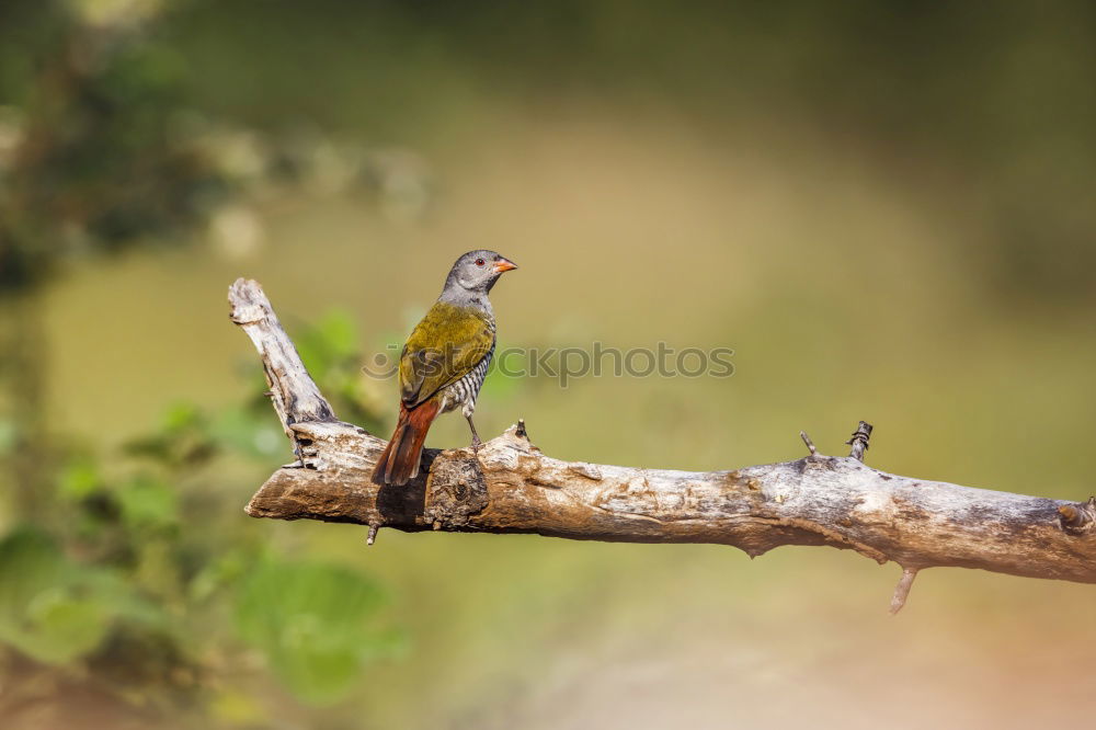 Similar – Image, Stock Photo Green Bee Eater