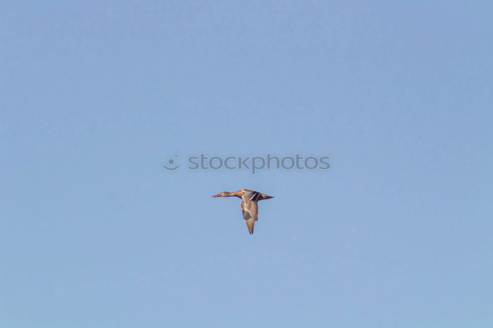 Similar – Image, Stock Photo fair weather flight