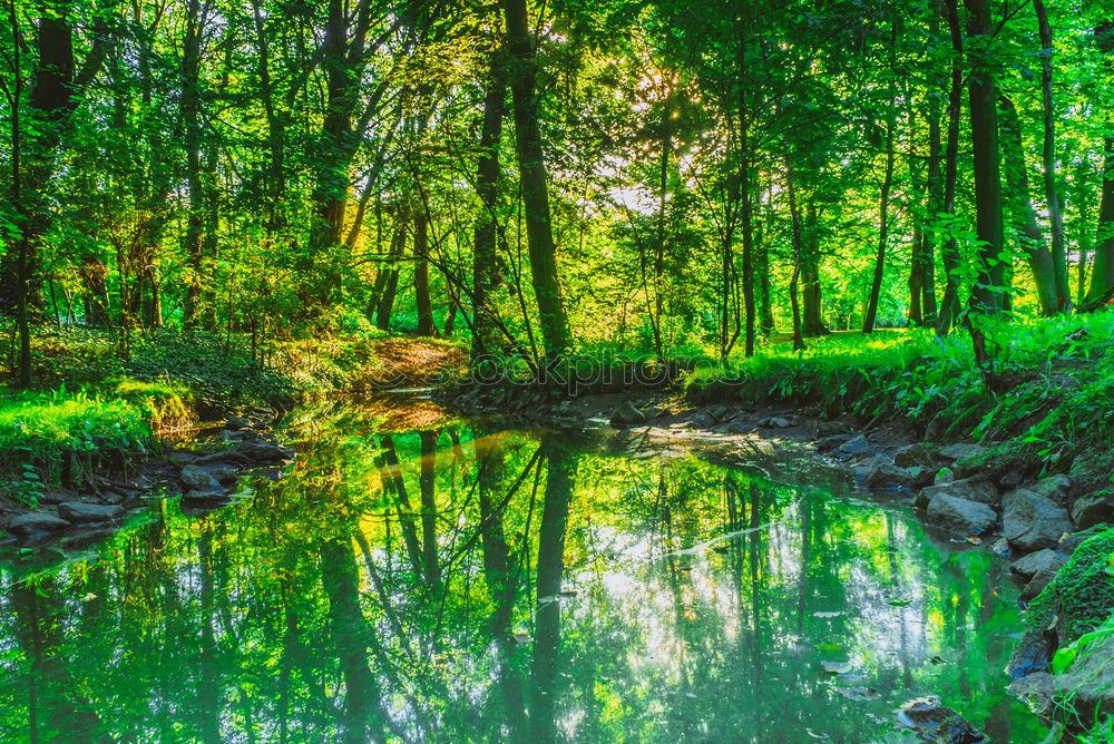 Similar – Image, Stock Photo Landscape in the Spreewald near Lübbenau