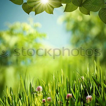 Similar – Image, Stock Photo spring Environment Nature