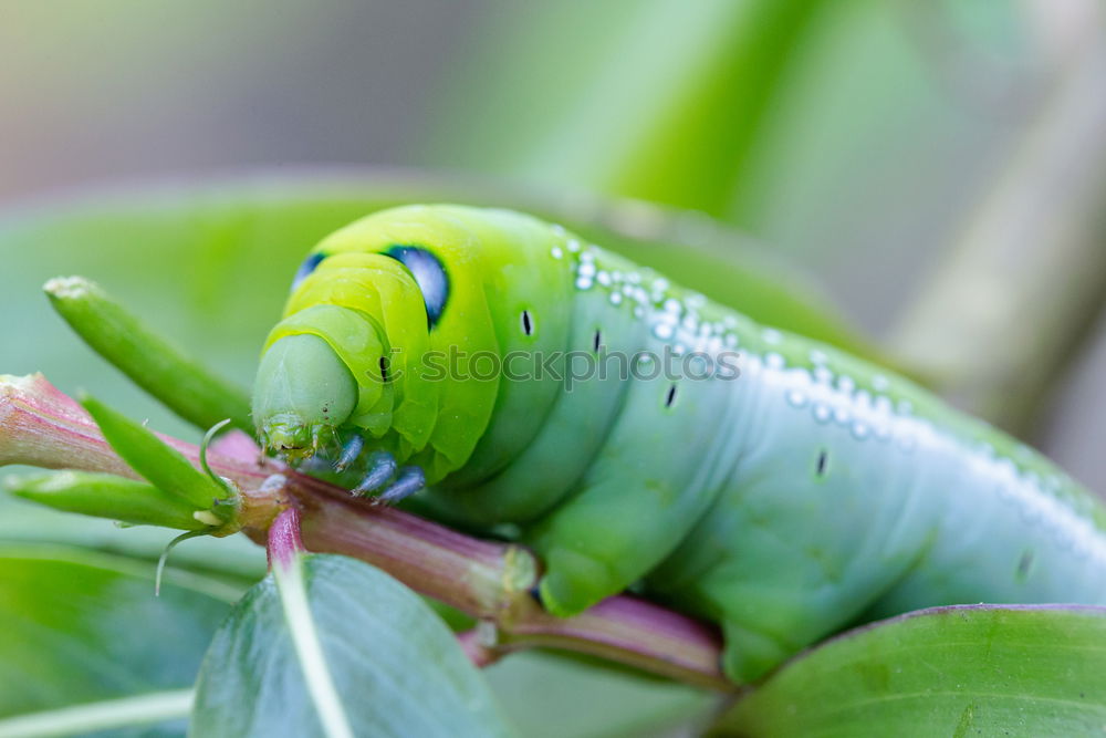 Similar – Erannis defoliaria caterpillar