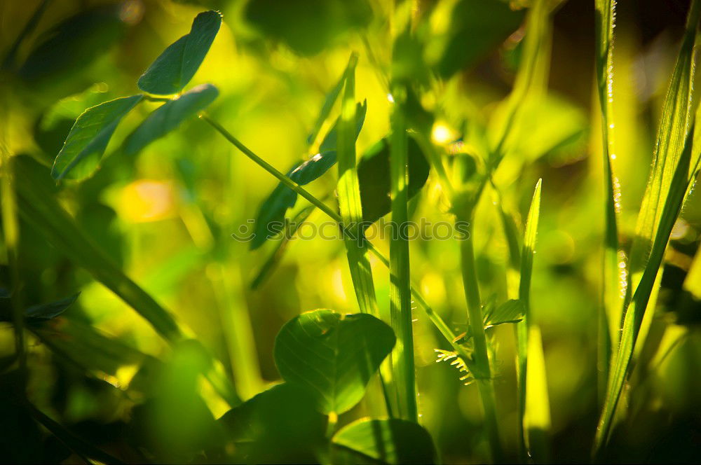 Image, Stock Photo Backlit Fresh Green Tree Leaves In Summer