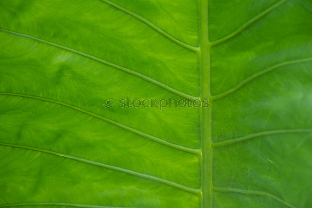 Similar – Image, Stock Photo fresh and crisp Food