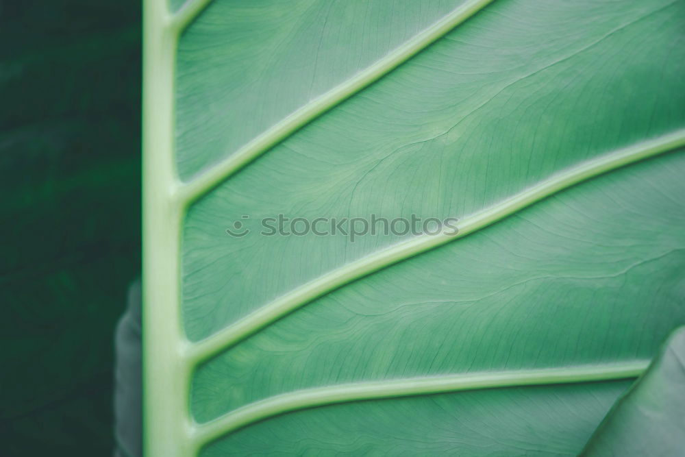 Image, Stock Photo Creative layout made of green leaves