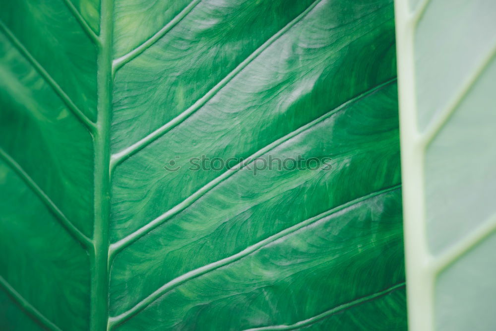 Similar – Image, Stock Photo Creative layout made of green leaves