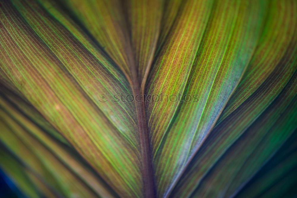 Similar – snail and fern Nature