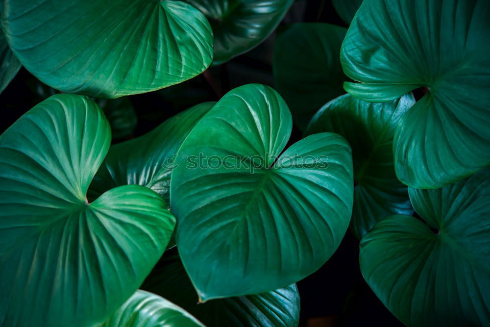 Similar – Image, Stock Photo A Gingko Biloba leaf in focus