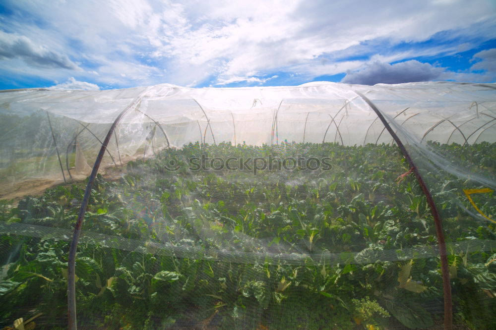 Similar – Strawberries in green house.