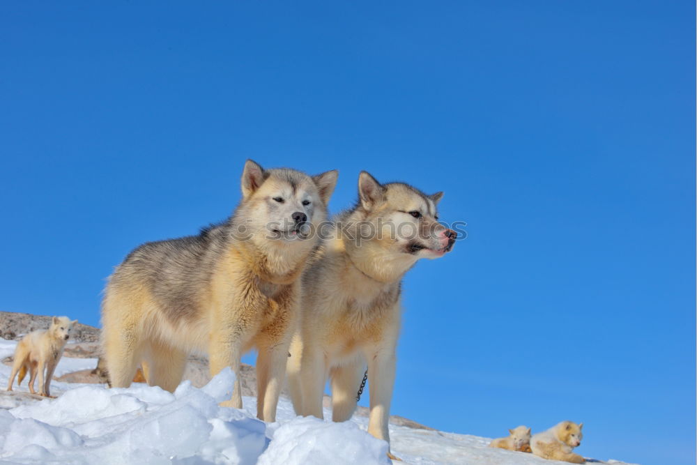 Similar – Schlittenhunde Winter