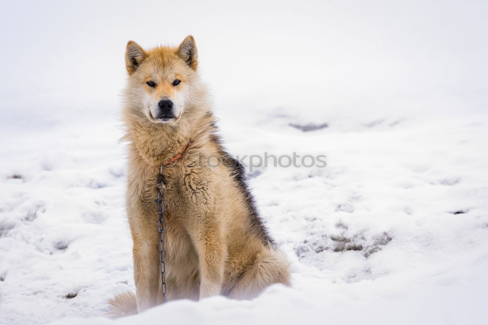 Similar – Wolf running on snow Snow