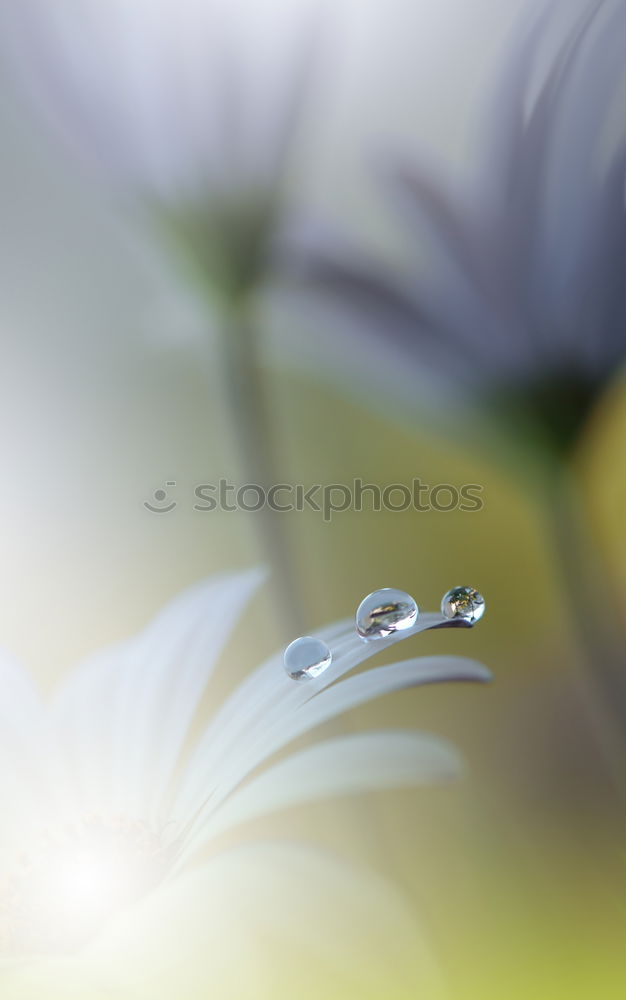 Similar – Image, Stock Photo Barberry with raindrops