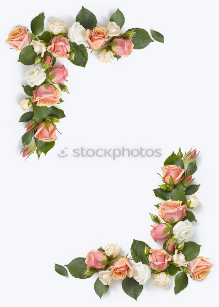 Similar – Image, Stock Photo blooming buds of pink roses