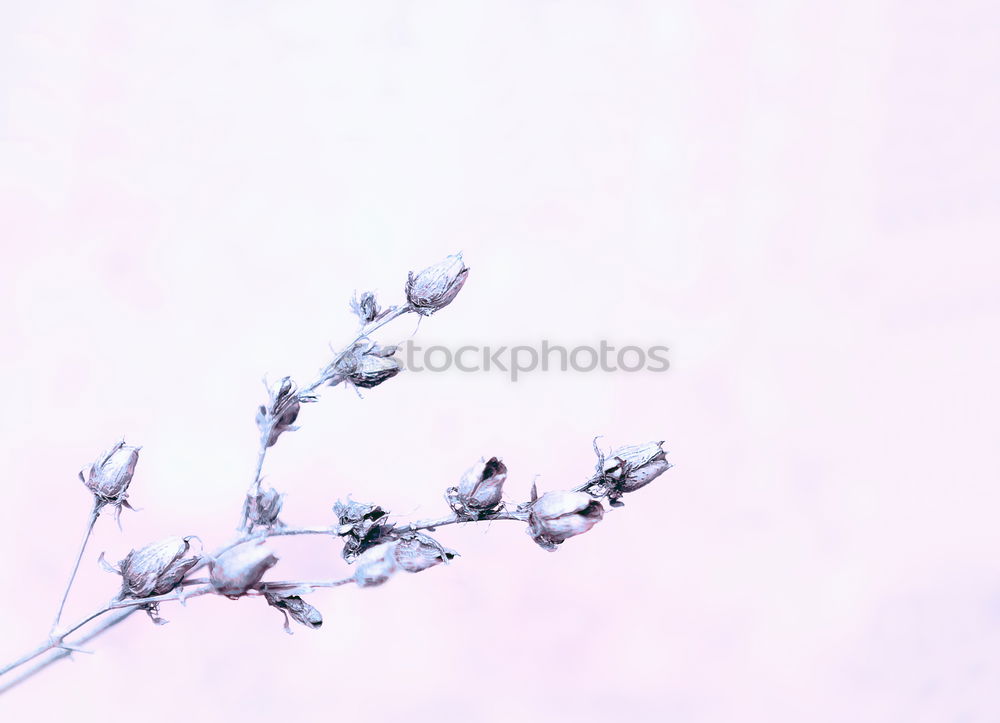 Similar – Image, Stock Photo 1900 birds Trip Adventure