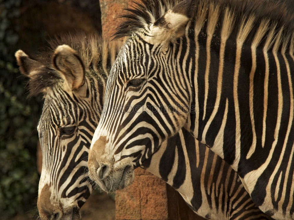 Similar – Zebras standing together 2