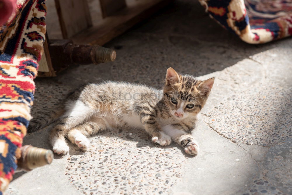 Similar – Image, Stock Photo Sleeping cat Relaxation