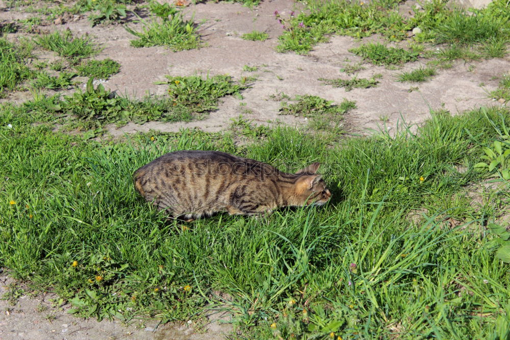 Similar – Image, Stock Photo the allotment gardener Cat