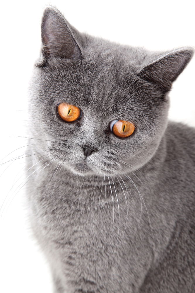 Similar – Image, Stock Photo Russian Blue Cat Elegant