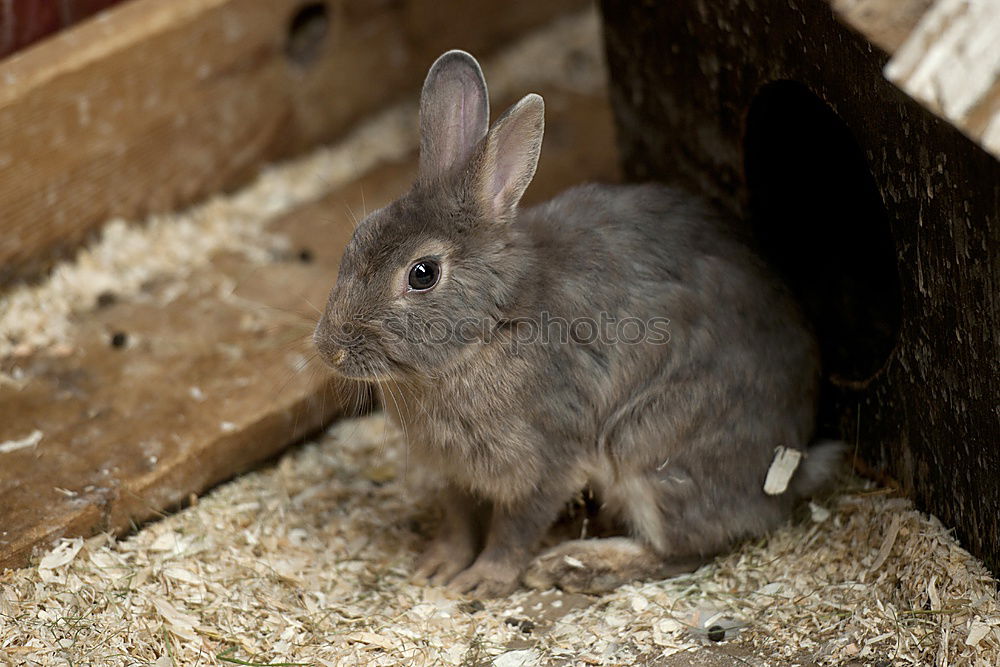 Similar – Easter camouflage Animal