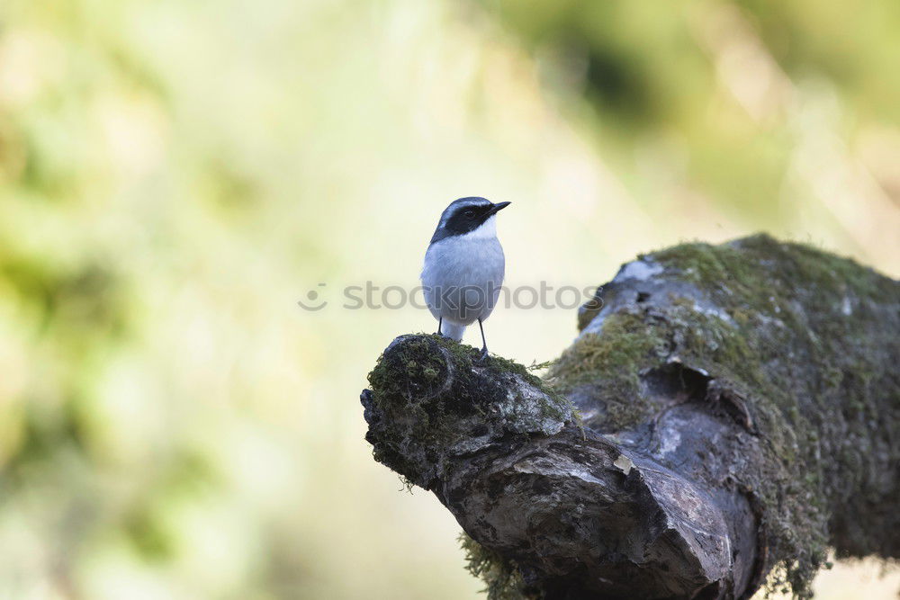 Similar – Image, Stock Photo consecrated birdbath…