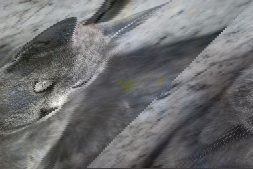 Similar – Image, Stock Photo stretched like a flash of lightning