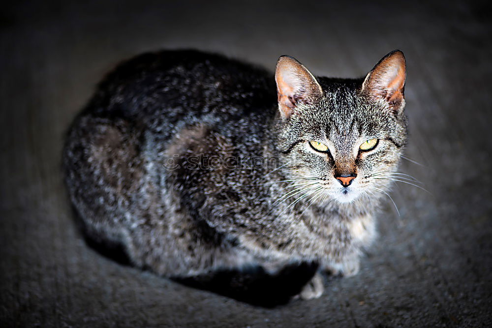 Similar – Close up portrait of manul kitten